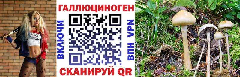 Купить где  Михайловск  Галлюциногенные грибы Cubensis 